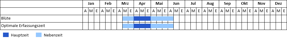 Phänogramm Phänogramm
